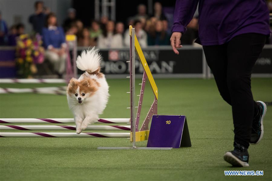 U.S.-NEW YORK-DOG-AGILITY COMPETITION
